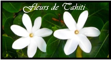 COLLECTION FLEURS DES ILES  MAG.SHOP TAHITI