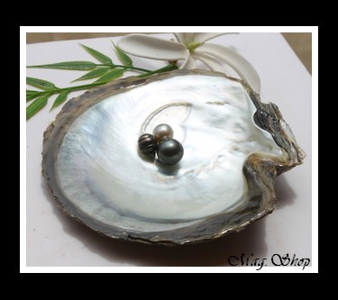 Huître Perlière Pinctada Margaritifera 3 Perles de Tahiti Modèle 2 MAG.SHOP