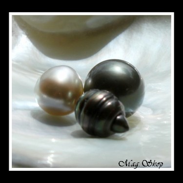 Huître Perlière Pinctada Margaritifera 3 Perles de Tahiti Modèle 2 MAG.SHOP