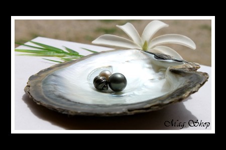 Huître Perlière Pinctada Margaritifera 3 Perles de Tahiti Modèle 2 MAG.SHOP