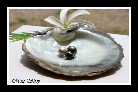 Huître Perlière Pinctada Margaritifera 3 Perles de Tahiti Modèle 2 MAG.SHOP